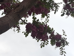Robinia hispida