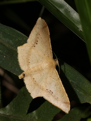 Krananda falcata