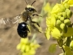 Andrena sola