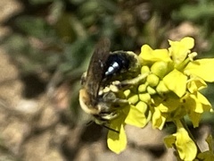 Andrena sola