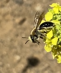 Andrena sola