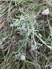 Calocephalus lacteus