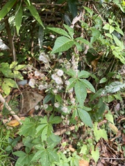 Asteraceae