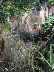 Thysanolaena