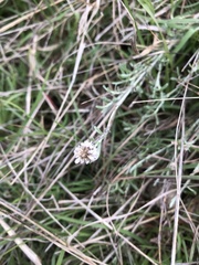 Calocephalus lacteus