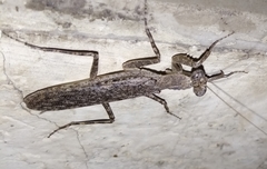 Gonypetidae