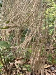 Thysanolaena