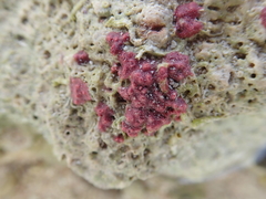 Homotrema rubrum