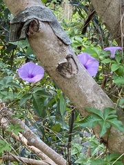 Ipomoea cairica