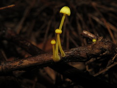Mycena chusqueophila
