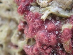 Homotrema rubrum