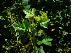 Ribes niveum