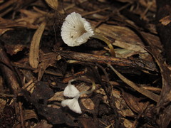 Mycena subulifera
