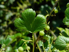 Ribes niveum