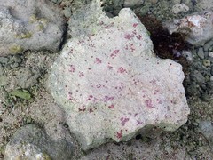 Homotrema rubrum