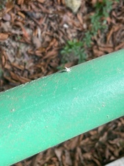 Arthropoda