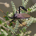 Acanthocephala thomasi - Photo (c) Greg Lasley, μερικά δικαιώματα διατηρούνται (CC BY-NC), uploaded by Greg Lasley