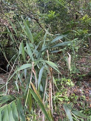 Bambusoideae