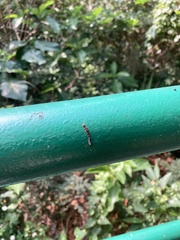 Lepidoptera