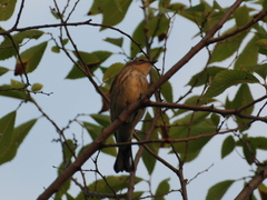 Setophaga coronata