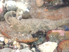 Flabelligera bicolor