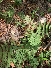 Polypodiopsida