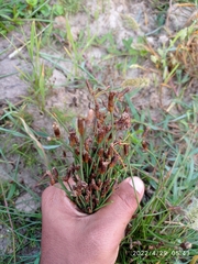 Eleocharis