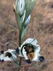 Chloraea bletioides
