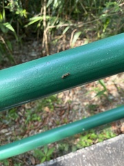 Lepidoptera