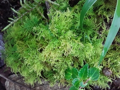 Thuidium peruvianum
