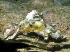 Xenophora cerea