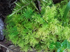 Thuidium peruvianum