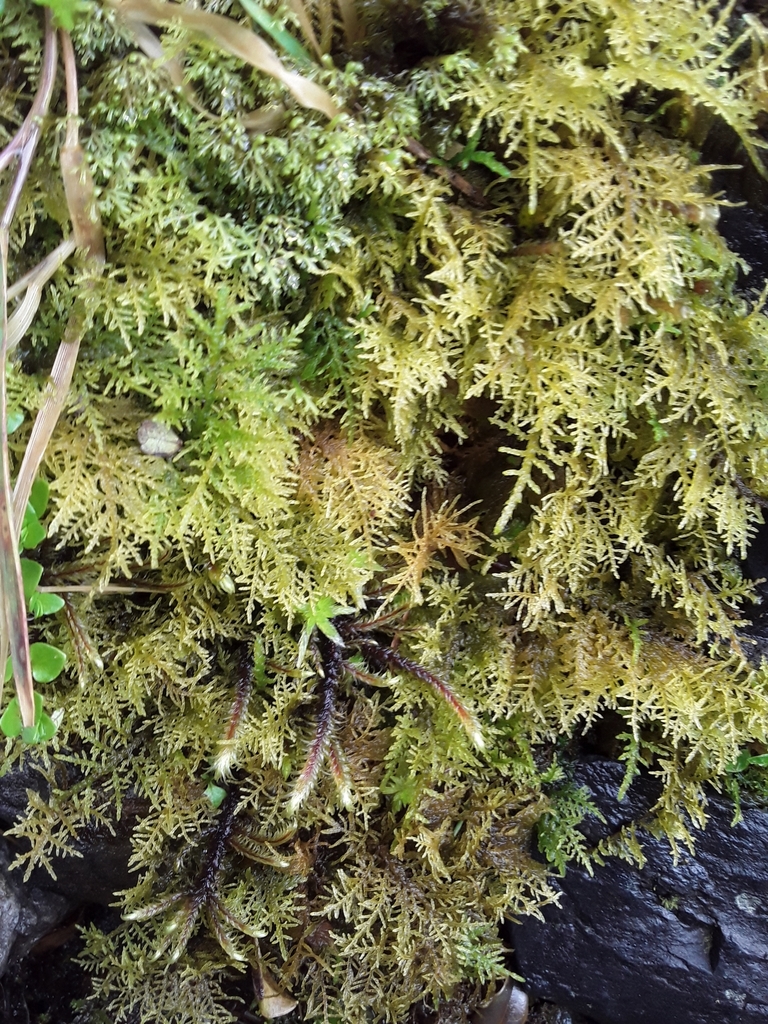 Thuidium peruvianum