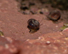 Margarites helicinus