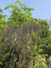 Miscanthus sinensis