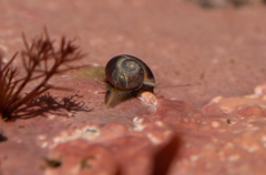 Margarites helicinus