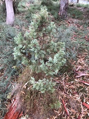 Callitris rhomboidea