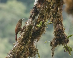 Xiphorhynchus triangularis