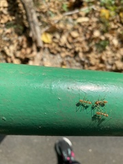 Oecophylla smaragdina
