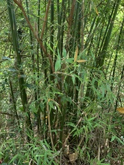 Bambusoideae
