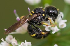 Ectemnius stirpicola