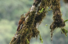 Xiphorhynchus triangularis