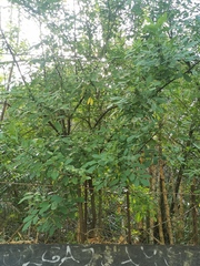 Trichilia havanensis