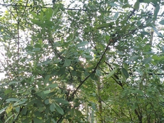 Trichilia havanensis