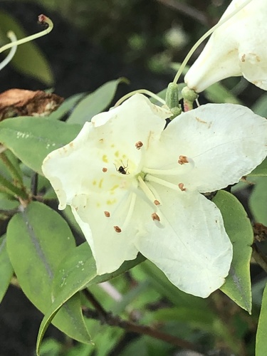 Rhododendron keiskei iNat (1)