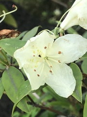Rhododendron keiskei
