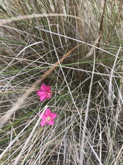 Convolvulus angustissimus