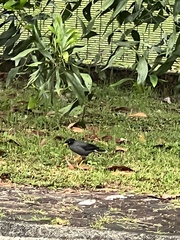 Acridotheres javanicus