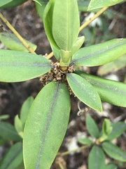 Rhododendron keiskei