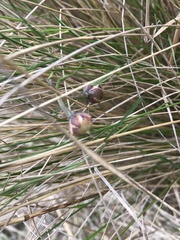 Convolvulus angustissimus